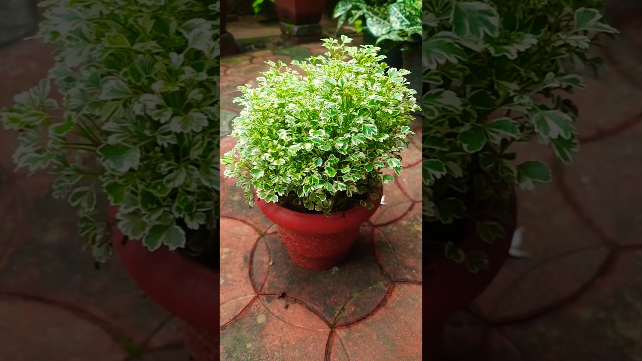 Aralia Plant Propagation