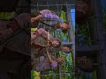 Jurassic World 4K 120 FPS ?