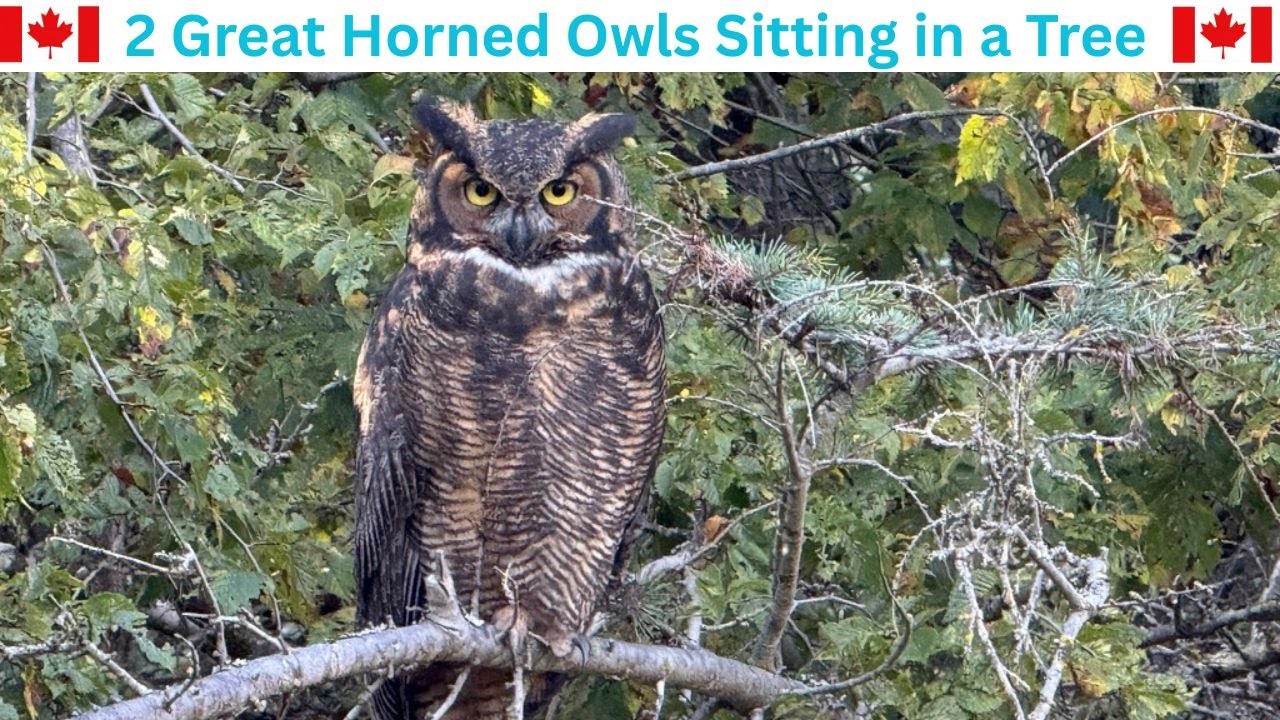 Peaceful Moments with Two Great Horned Owls at Victoria BC, Canada