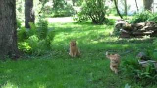Download Once Upon A Day In The Taiga Forest 1 Of 3 Video MP3 Once Upon A Day In The Taiga Forest 1 Of 3