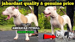 Tiger line American Pitbull semi adult dog for sale || superb quality |@Eyna the gsd life