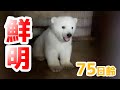 【ホッキョクグマ】鮮明に撮れました！【75日齢】Polar Bear Baby Growth Record(Day 75)