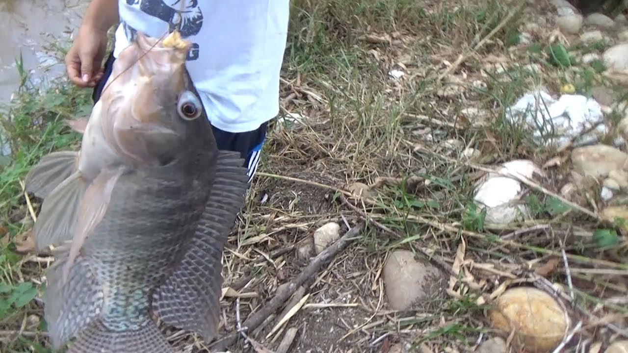 Tilapias gigantes , Pesca con anzuelo y cueros de Pollo.