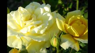 18 YELLOW ROSES (reggae) ~ BORIS GARDENER ~