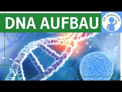 Zusammensetzung der DNA / DNA Aufbau - Bestandteile & Struktur der DNA - Nucleotide, Bausteine @diemerkhilfe