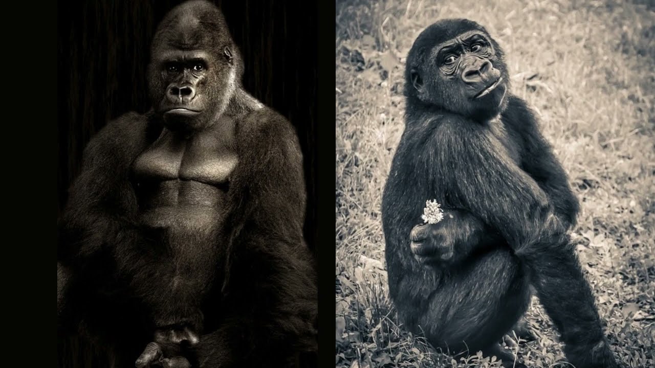 Exploring the Social Norms and Behaviors of Gorillas | The Kids Family