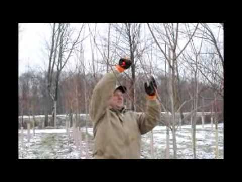 How to Prune Your Small Maple Trees