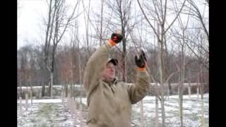 How to Prune Your Small Maple Trees