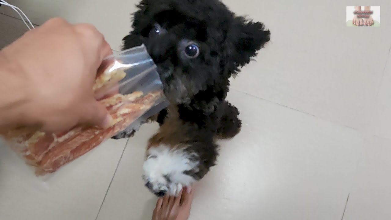 Snack for my funny dog - YouTube