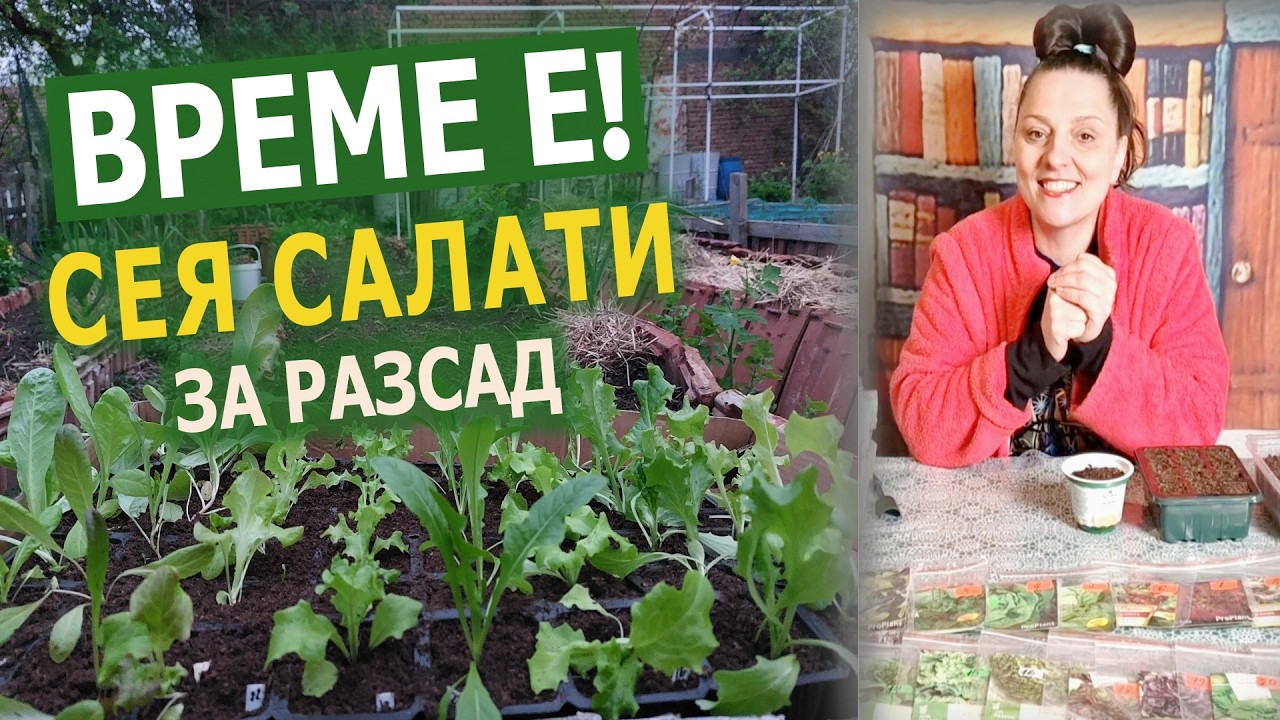 Салати за разсад – кога и как се сеят. Януари/февруари - време е!