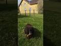 Puj,puj Pari,pljuni to! Insta 360 GO 3S test.. #dog #walk