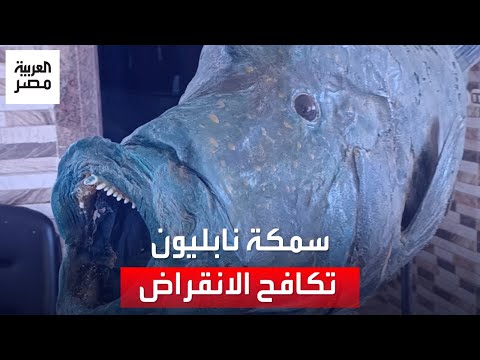 معمرة وتصل ل200 كيلوجرام سمكة نابليون النادرة تعيش في البحر الأحمر وتكافح الانقراض