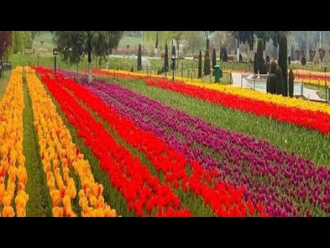 💫 "Night Vibes 🌙 | Chill Chat & Fun Talks 🔥 | Join The Midnight Family 💬💖"#NightLive