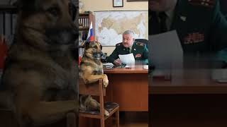 Военком принял собаку в армию