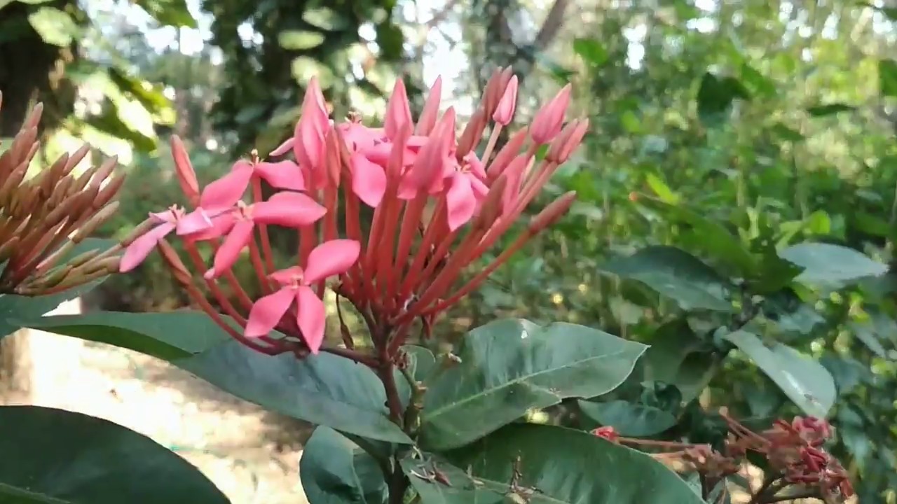 Butterfly Park Amazing place to visit Khanvel, Silvassa YouTube