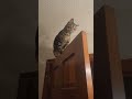 Who needs cat trees when you have doors? #cats #catvideos