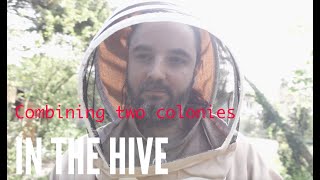 Combining a small swarm with a queenless colony using newspaper  Hive 1  14.04.24