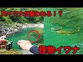 【衝撃映像】釣れた尺イワナとのファイト中に化物が襲いかかってきた！？