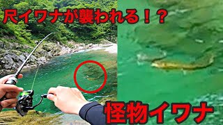 【衝撃映像】釣れた尺イワナとのファイト中に化物が襲いかかってきた！？