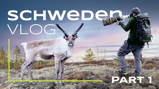 Schwedens Tierwelt  Unsere Fotoreise (Part 1)