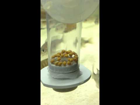 Cichlid fry in