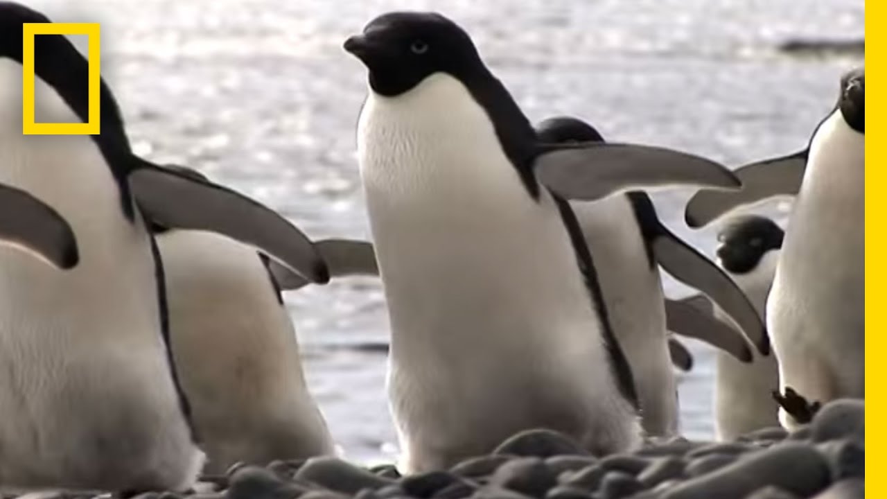 Penguins: No Fail at Mealtime | National Geographic
