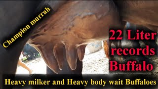 पशु मंडी खंन्रा 8.7.2022. Heavy milker and Heavy body wait Buffaloes @ sale in Khanna mandi. Punjab.