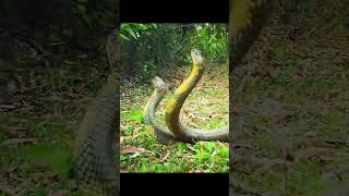 King Cobra Rises: World's Longest Venomous Snake