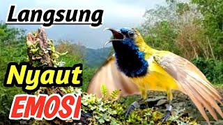 SUPER GACOR Sogon Masteran  | Flowing River in the Wild Forest | Natural Bird Sound Therapy