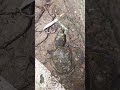 kachua ka bacha #video #turtle #trending