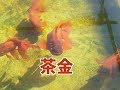 【４K】茶金（金魚）Goldfish