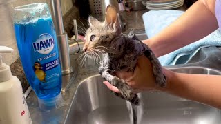 Wreck It Ralph and Kitten Friends  Intro and Bath Time