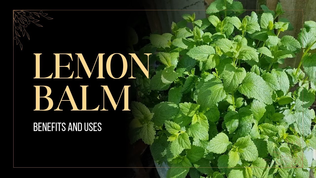 How to use lemon balm