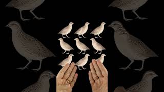 No son 9. ¿Cuántos pájaros hay?