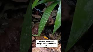 I Found a Poison Dart Frog in the Amazon 🐸🌿