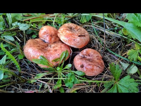 Видео: НЕТРОНУТЫЙ ЛЕС!!! НЕКУДА НАСТУПИТЬ, КРУГОМ ОДНИ БЕЛЫЕ И РЫЖИКИ. Сбор грибов 2022