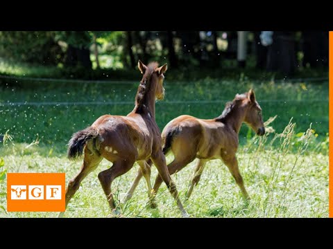 Video: Ang foal ay baby horse. kapanganakan, pag-unlad