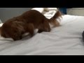 Miniature longhair dachshund  play time