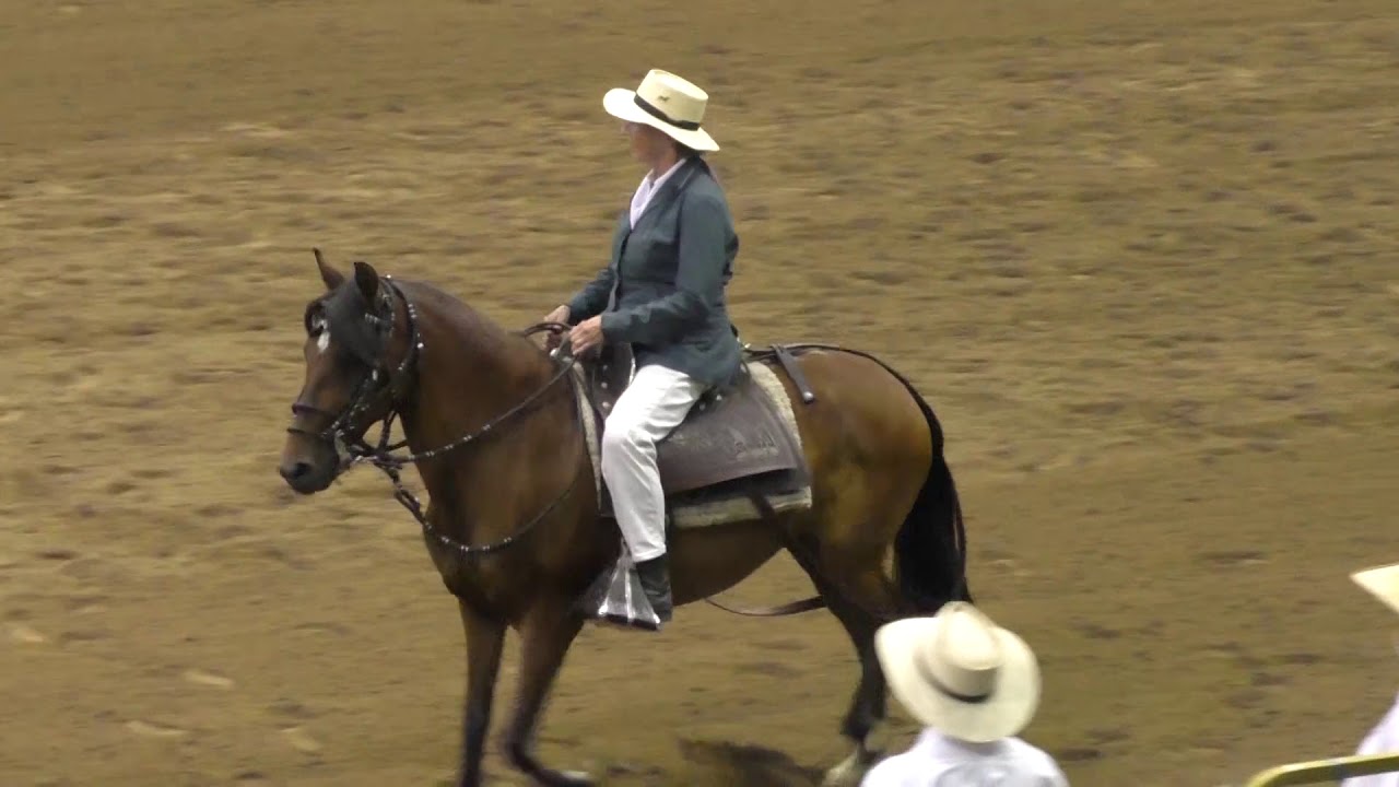 Queen City Horse Show, Denver 2019 YouTube
