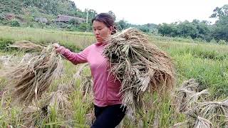 The girl harvests rice to earn money to buy food