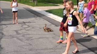 March of The Ducklings