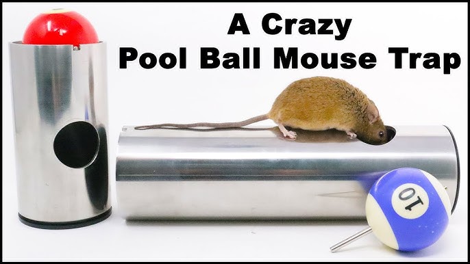 The World's Most Mouse Friendly Humane Mouse Trap. Mousetrap Monday. 