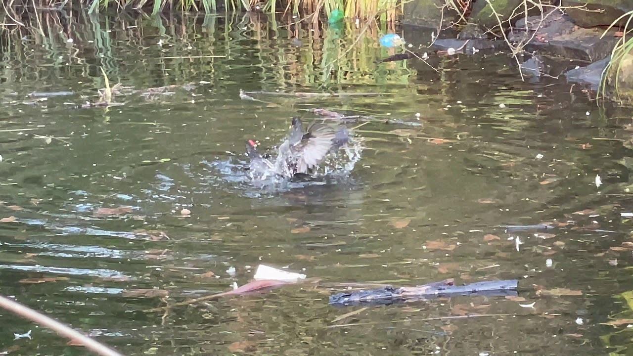 Coots are Fighting in the Water