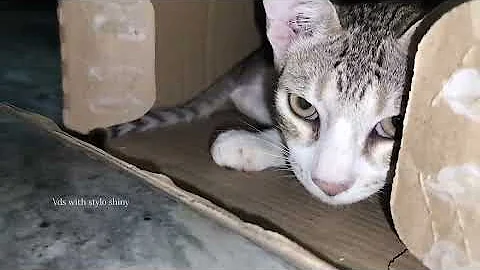 Video 10607921: hilarious animal compilation, funniest cats