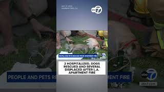 2 hospitalized, dogs rescued after LA apartment fire