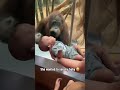 A Mother Is a Mother ❤️ | Orangutan Watching a Human Baby#viralvideo #orangutan #animallove #baby