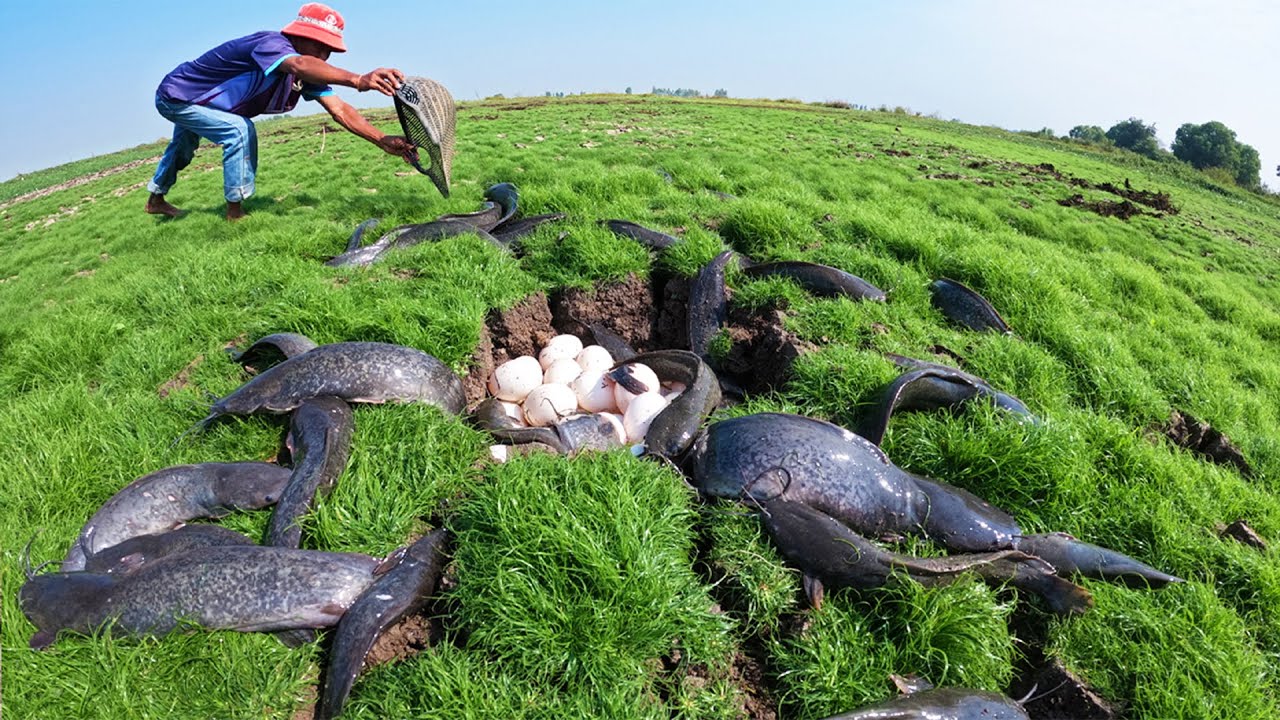 Wow Unique! A man catch a lot of fish and pick duck eggs in rice field in pool by best hand