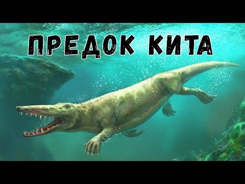 Невероятные Предки Китов