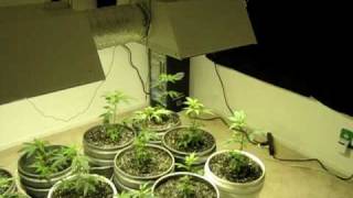 First Grow Room Setup