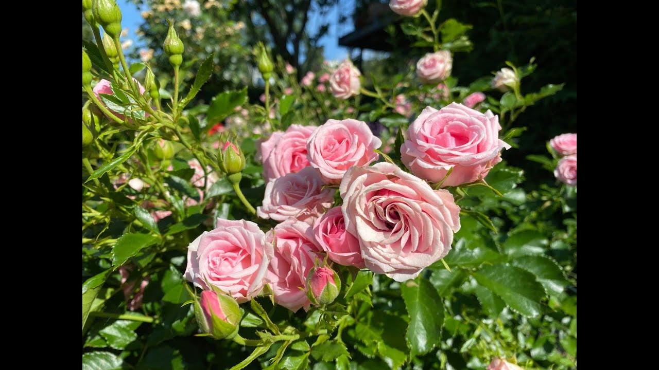 Stärkungsmittel für Rosen